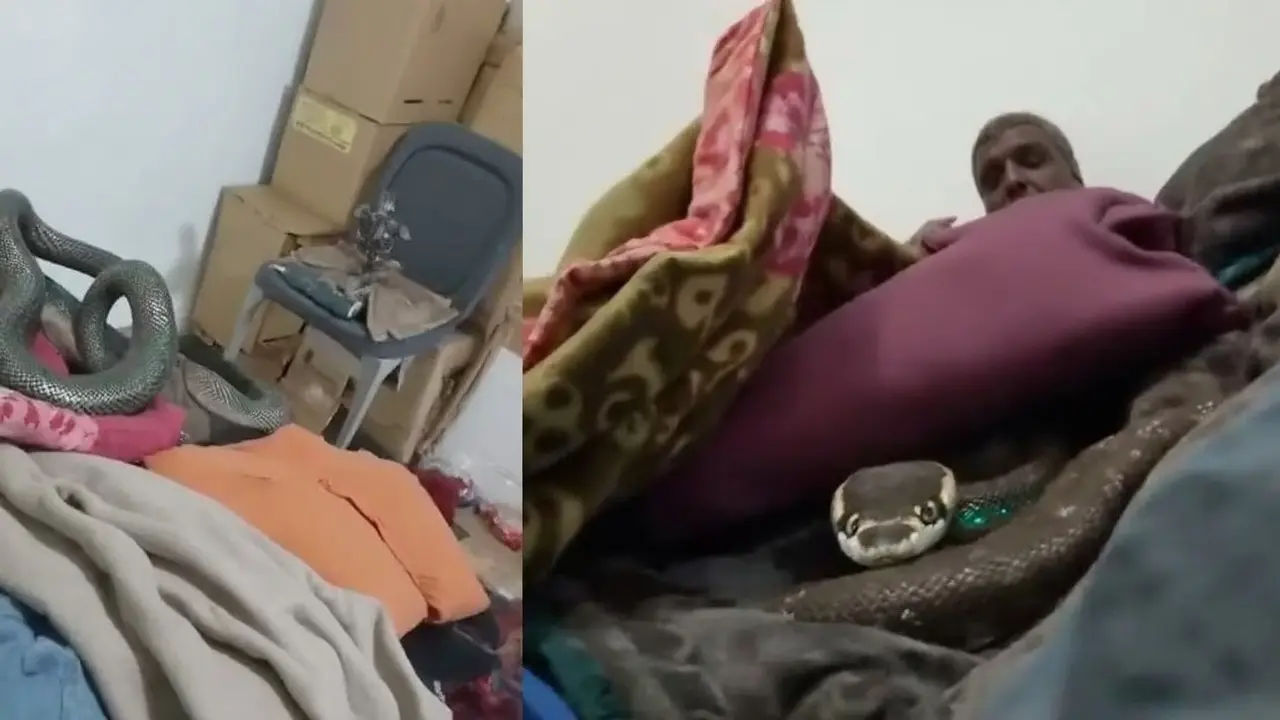 King Cobra in Man’s Bed: Viral Video From Uttarakhand Shocks Millions
