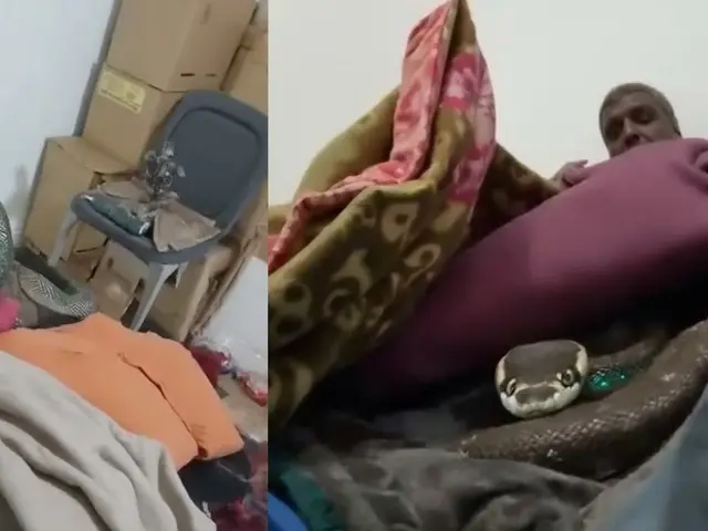 King Cobra in Man’s Bed: Viral Video From Uttarakhand Shocks Millions