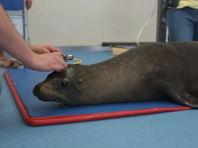 Young Elephant Seal 'Rocky' Begins Remarkable Voyage to Cape Town